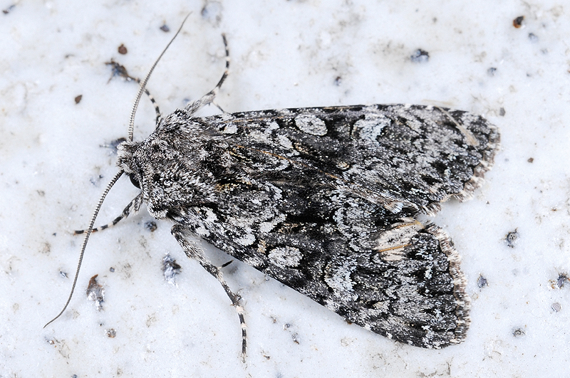 Mniotype aulombardi Female
